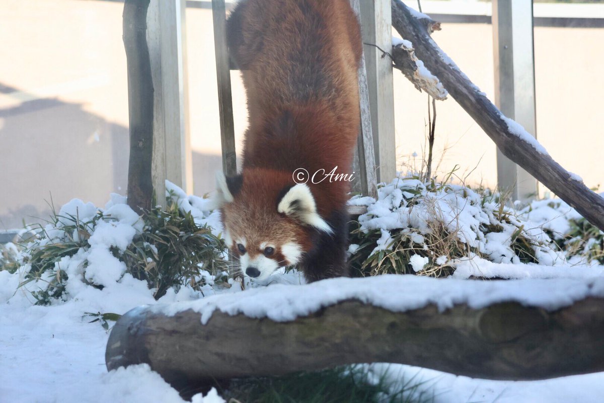 あみ (@amiami594) / Posts / X