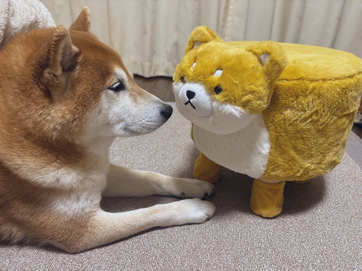 しばわんこ (@48dogchat1mame2) / Posts / X