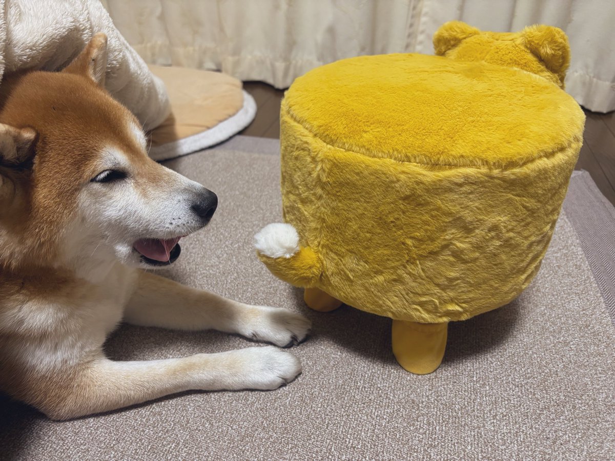 しばわんこ (@48dogchat1mame2) / Posts / X