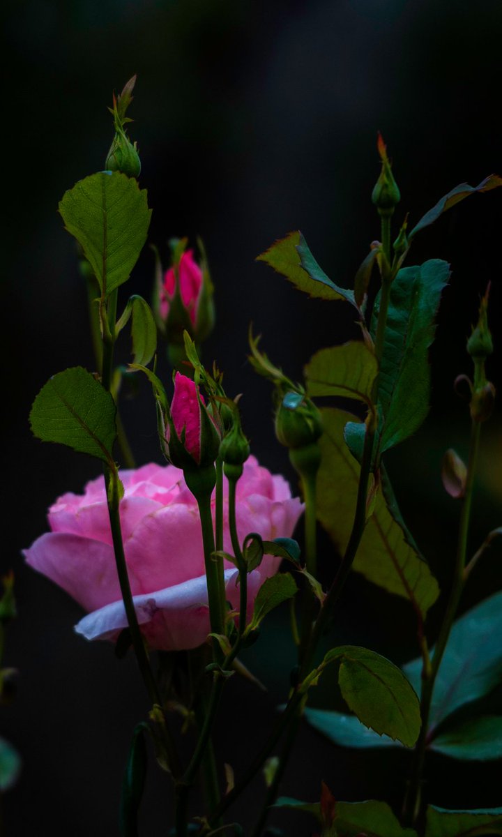 Good morning
