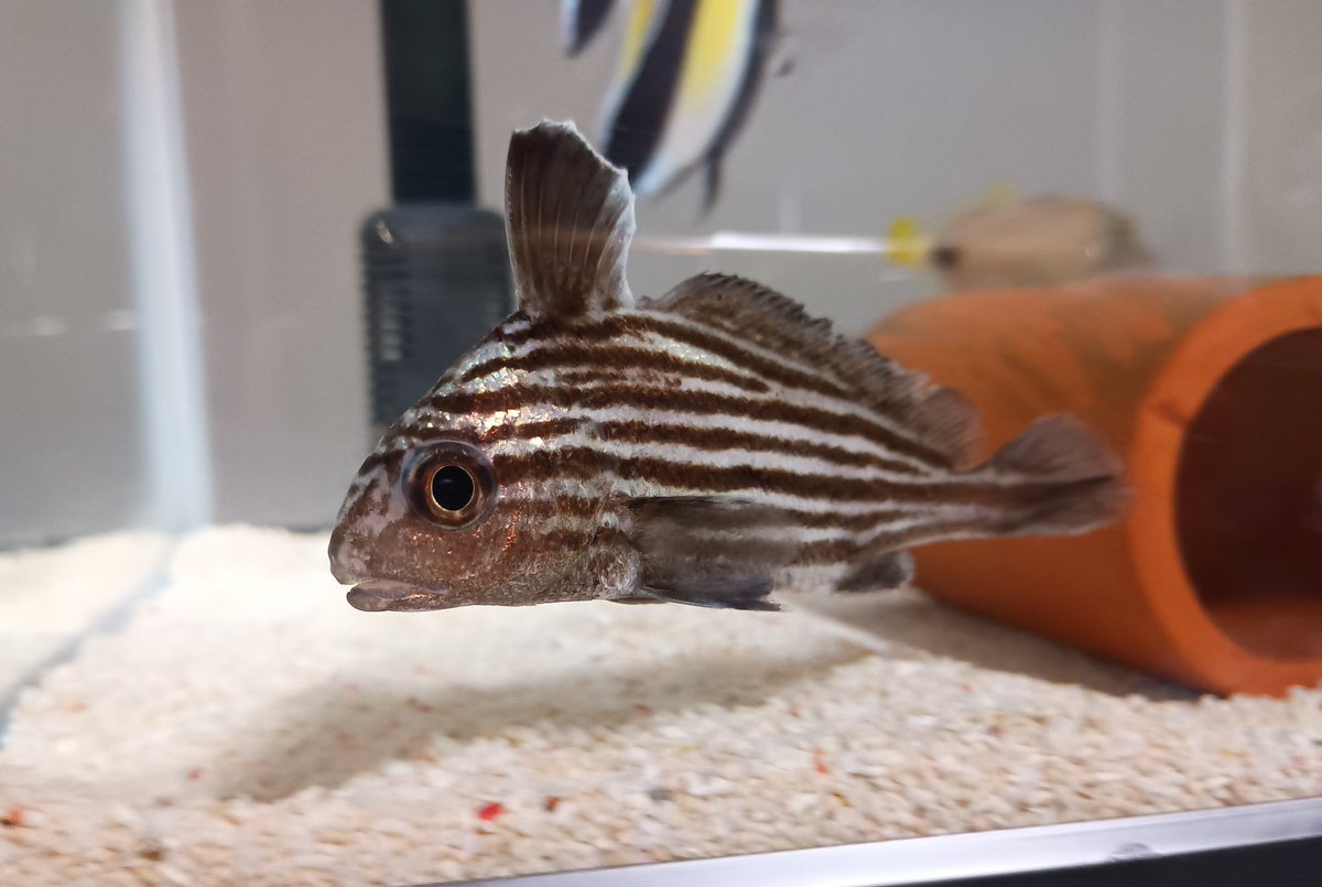 河童🐟 (@kappa1771) / Posts / X