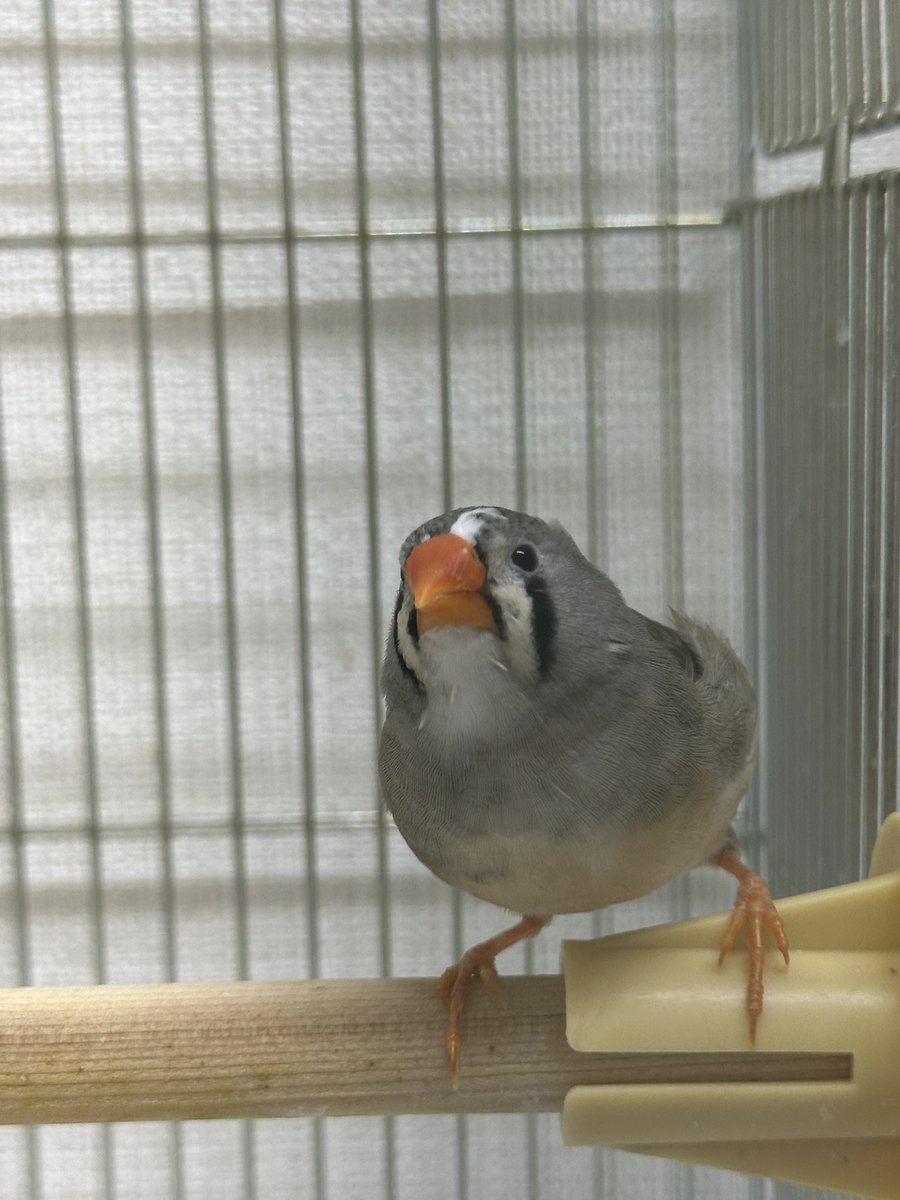 BBH <a href="/Bridge_f_birds/">NPO法人 Bridge for the birds</a> 施設は今日もみんな元気で💮でした。
キンカぽよぽよちゃん(仮名)、視線の向こうには新しいご家族様が見えていますように。