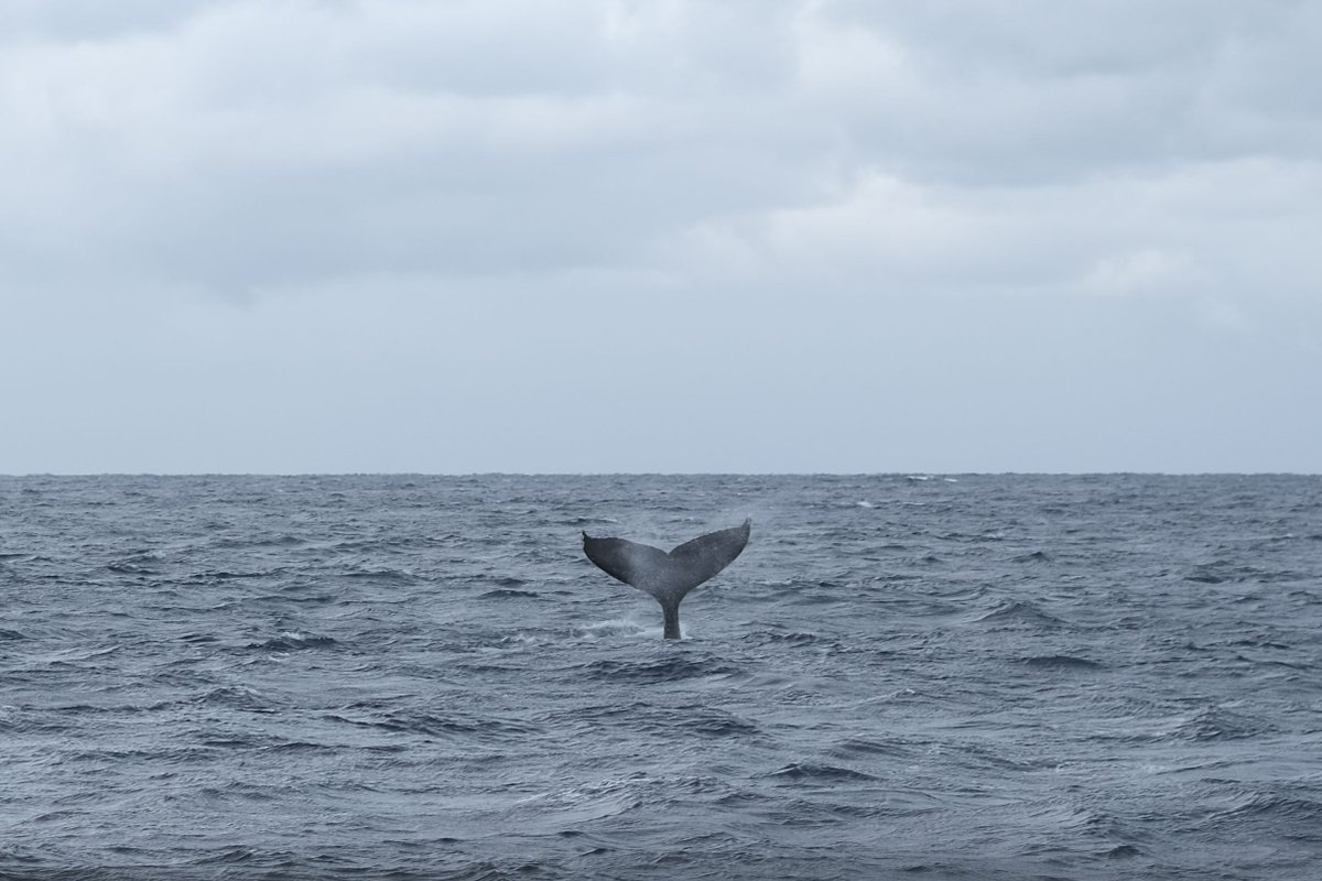 Humpback whale in Amami / 奄美のザトウクジラ February 7, 2026 with