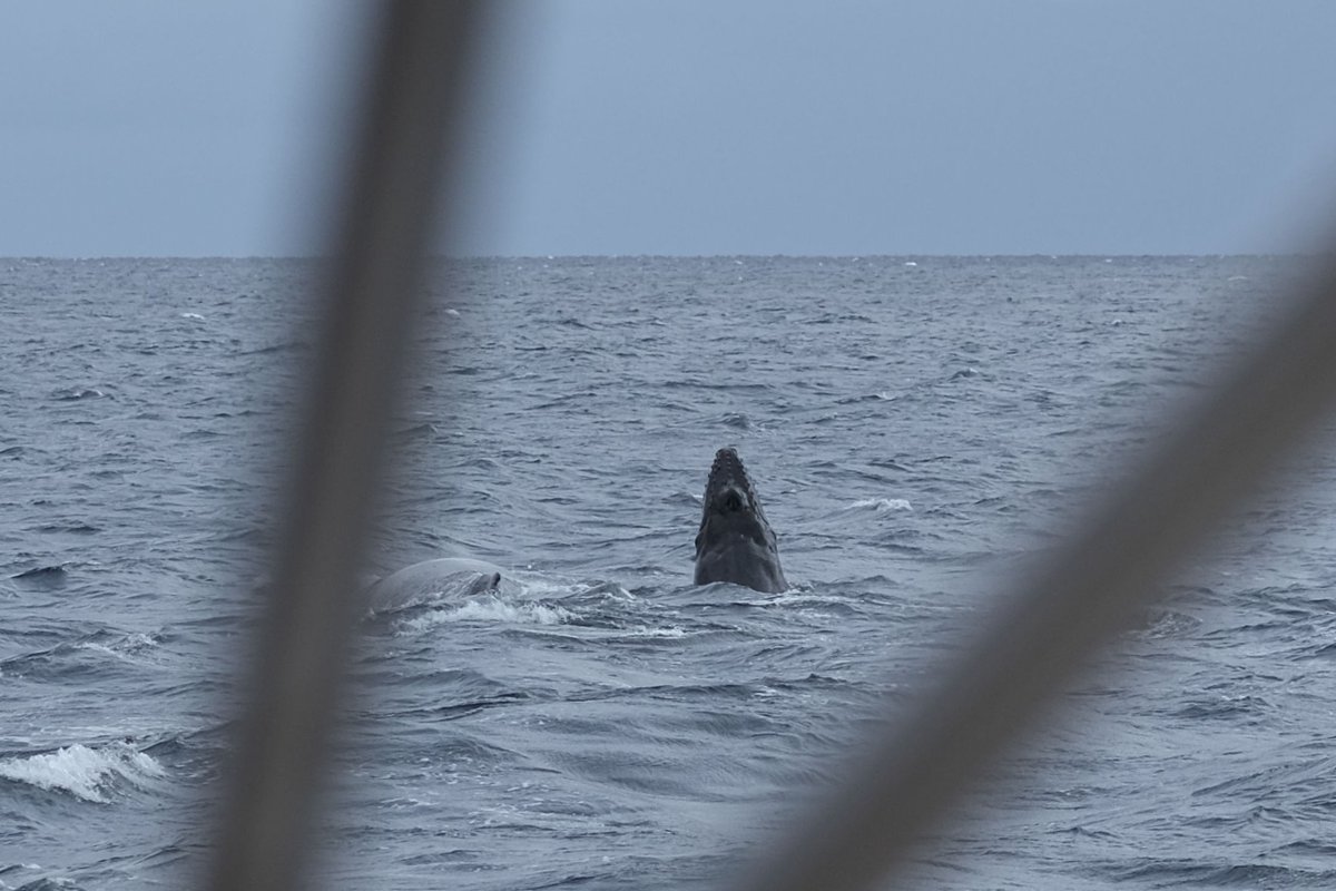 Humpback whale in Amami / 奄美のザトウクジラ February 7, 2026 with
