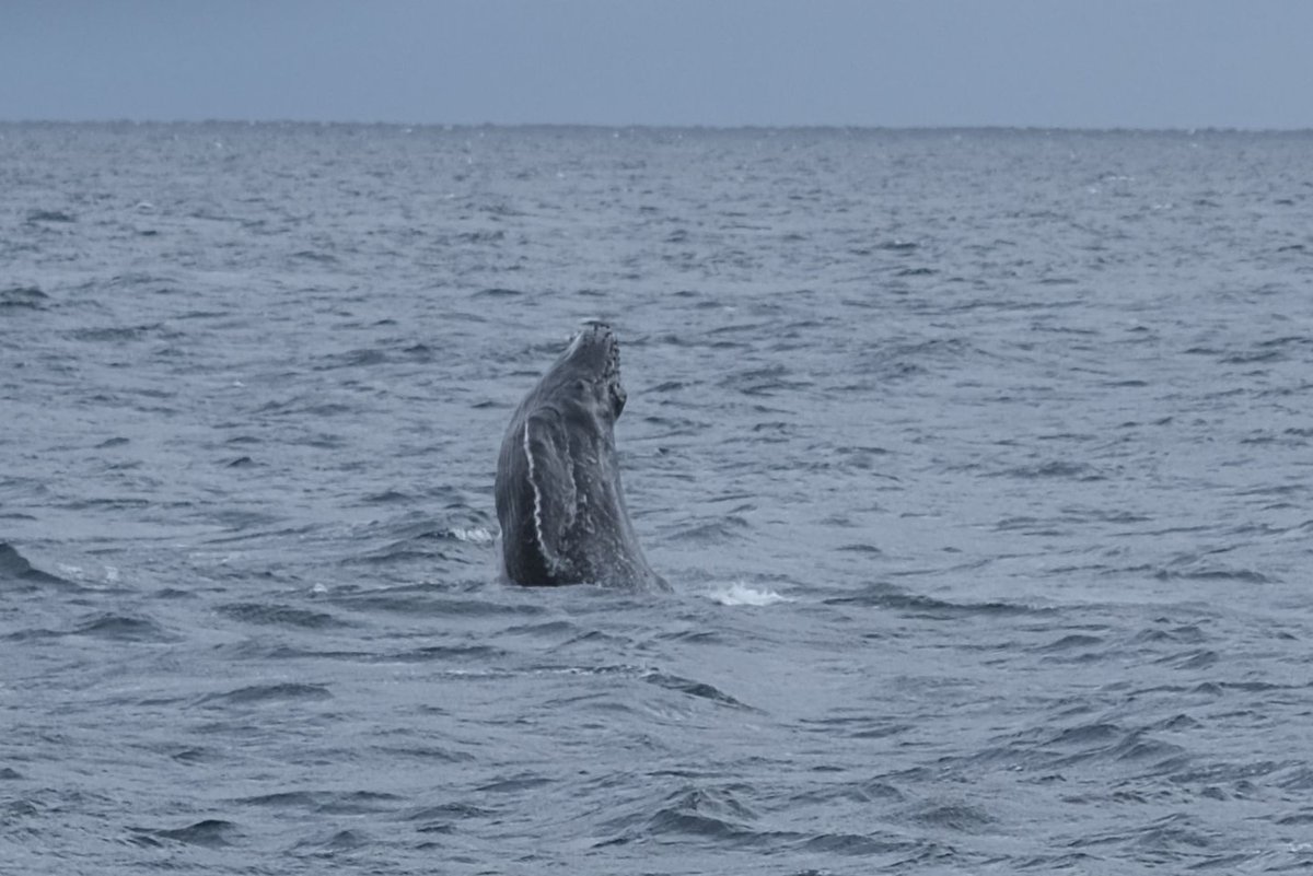 Humpback whale in Amami / 奄美のザトウクジラ February 7, 2026 with