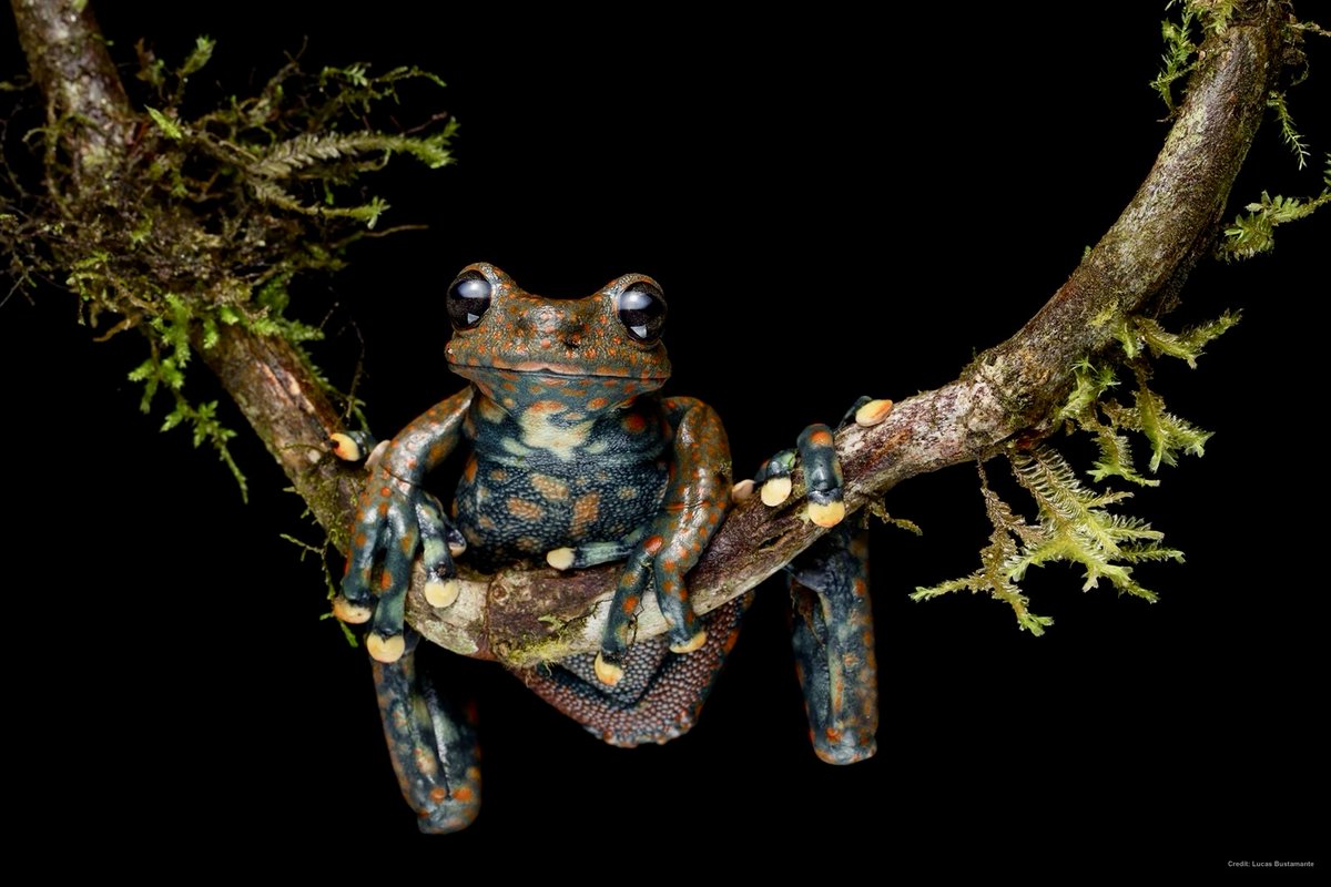 DrTOMontgomery's tweet image. #Frogs 

Don't tell me this little guy hasn't brightened your Monday morning just a little?

These rare, beautiful frogs live among waterfalls in the Andean foothills. 

Rio Chingual Valley tree frog (Hyloscirtus pantostictus).
Critically endangered and decreasing.