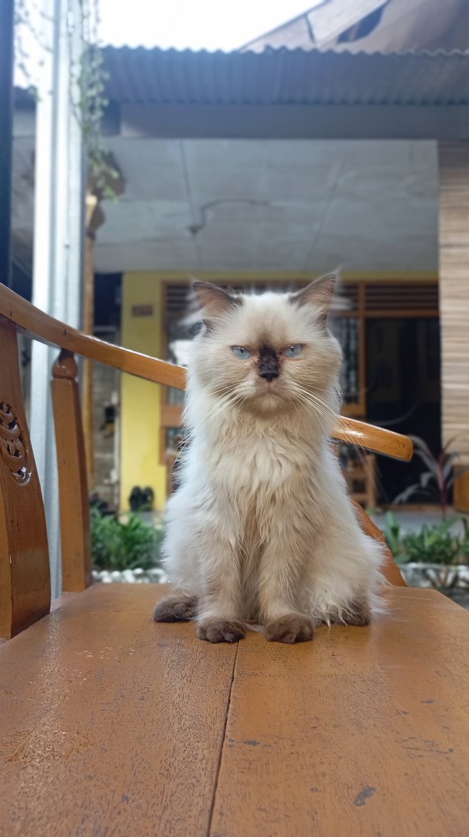 onlybraaa's tweet image. tuan &amp;amp; majikan 😻