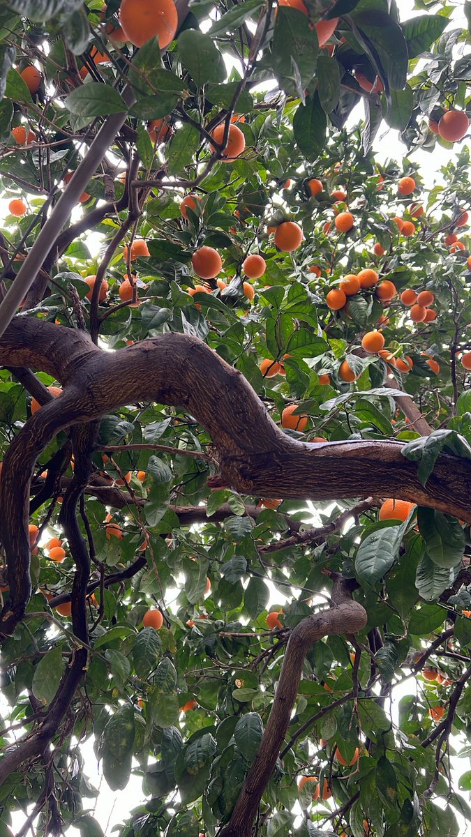 ghassgo's tweet photo. Orange season https://t.co/KYntJaMZBR