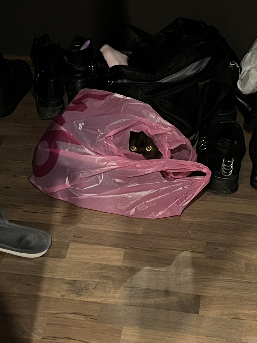 Аннушка с маслом и кошка Кирочка🐈‍⬛ tweet media