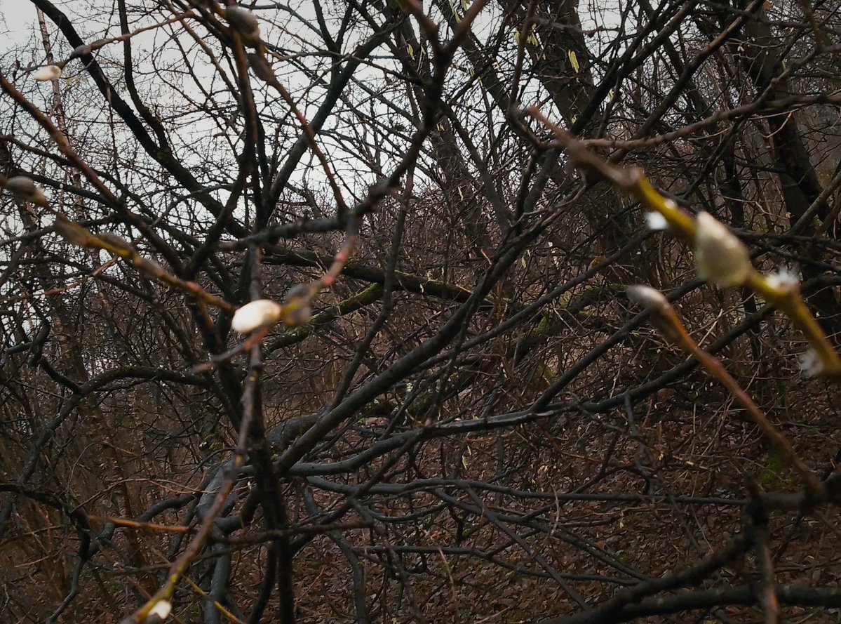 Missed the rain as well as my alarm but there’s tiny signs of spring, so that’s nice 🪾