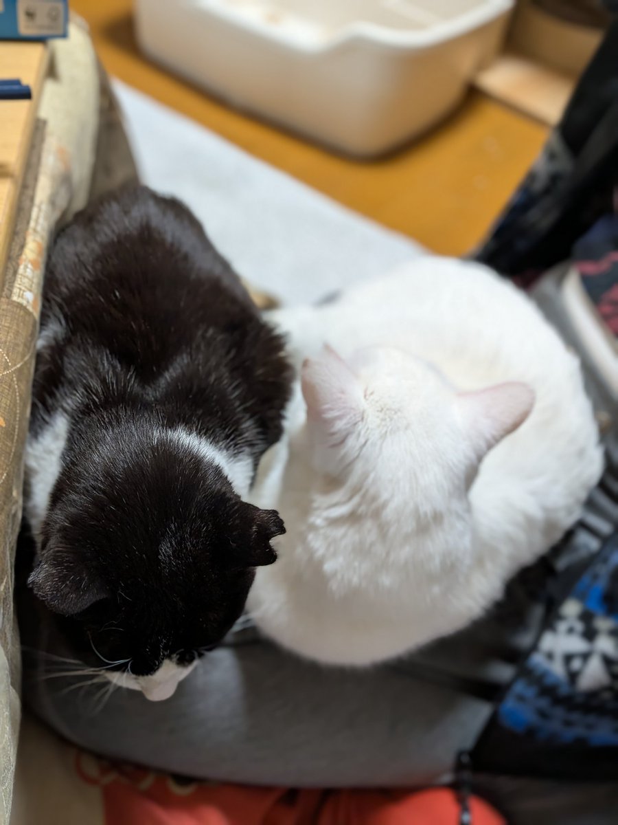 BalanceTear's tweet photo. そらさんが乗っている膝に押しかけ、占領する様子… https://t.co/x1i3Q024KT