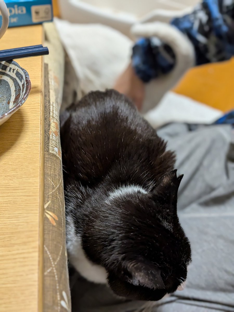 BalanceTear's tweet photo. そらさんが乗っている膝に押しかけ、占領する様子… https://t.co/x1i3Q024KT