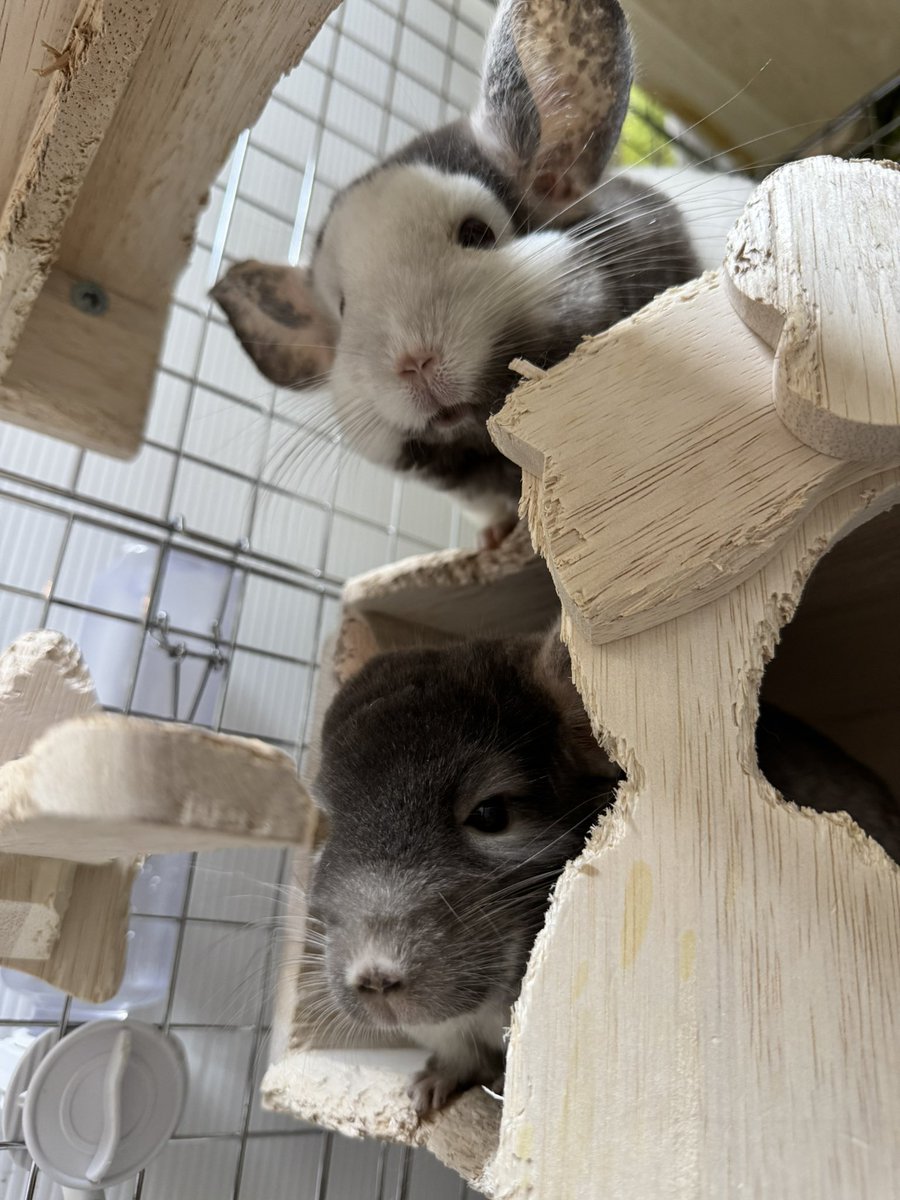 miterune....

#チンチラ