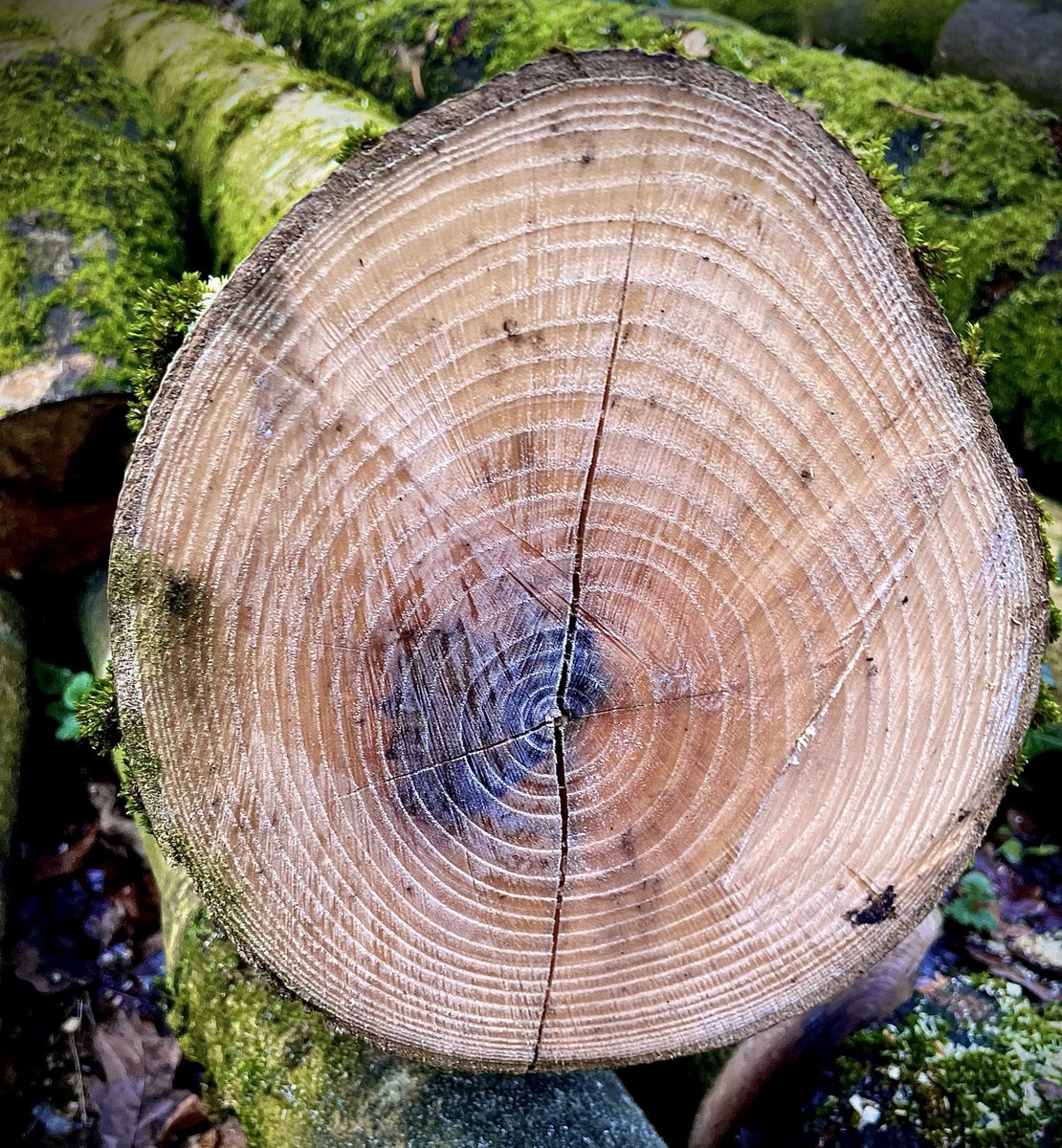naturehideshere's tweet photo. The rings of life 🌳
#nature #age #tree #photography https://t.co/nDsMamu7g1
