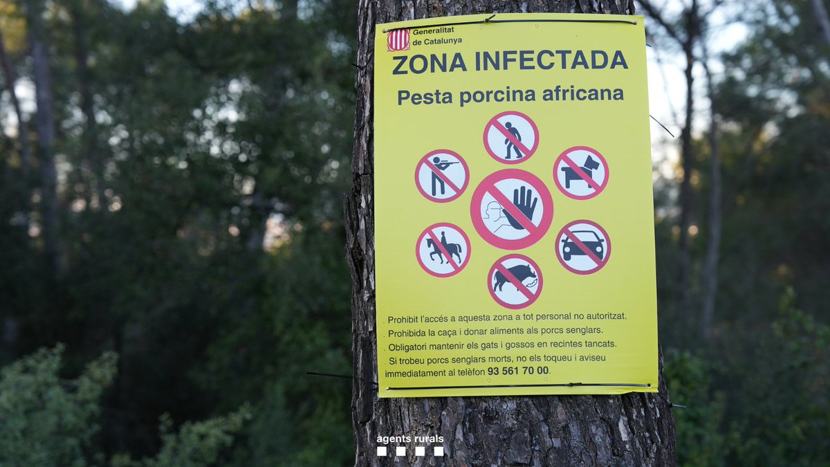 Davant el risc de propagació de la Pesta Porcina Africana, és important actuar amb responsabilitat:
• Respecta les restriccions d’accés
• No alimentis els porcs senglars
• Diposita les deixalles en contenidors tancats
• Truca al 112 si detectes un senglar mort o amb símptomes
