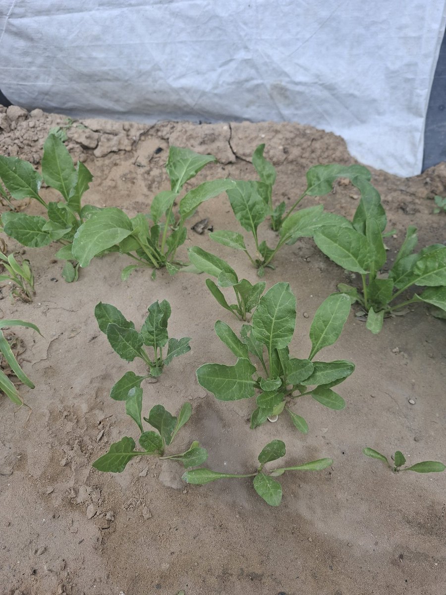 MustafaAmeen30's tweet image. I planted a seedling that blossomed under difficult circumstances. We strive for life here in Gaza. Don't give up on us
gofund.me/100fdc25