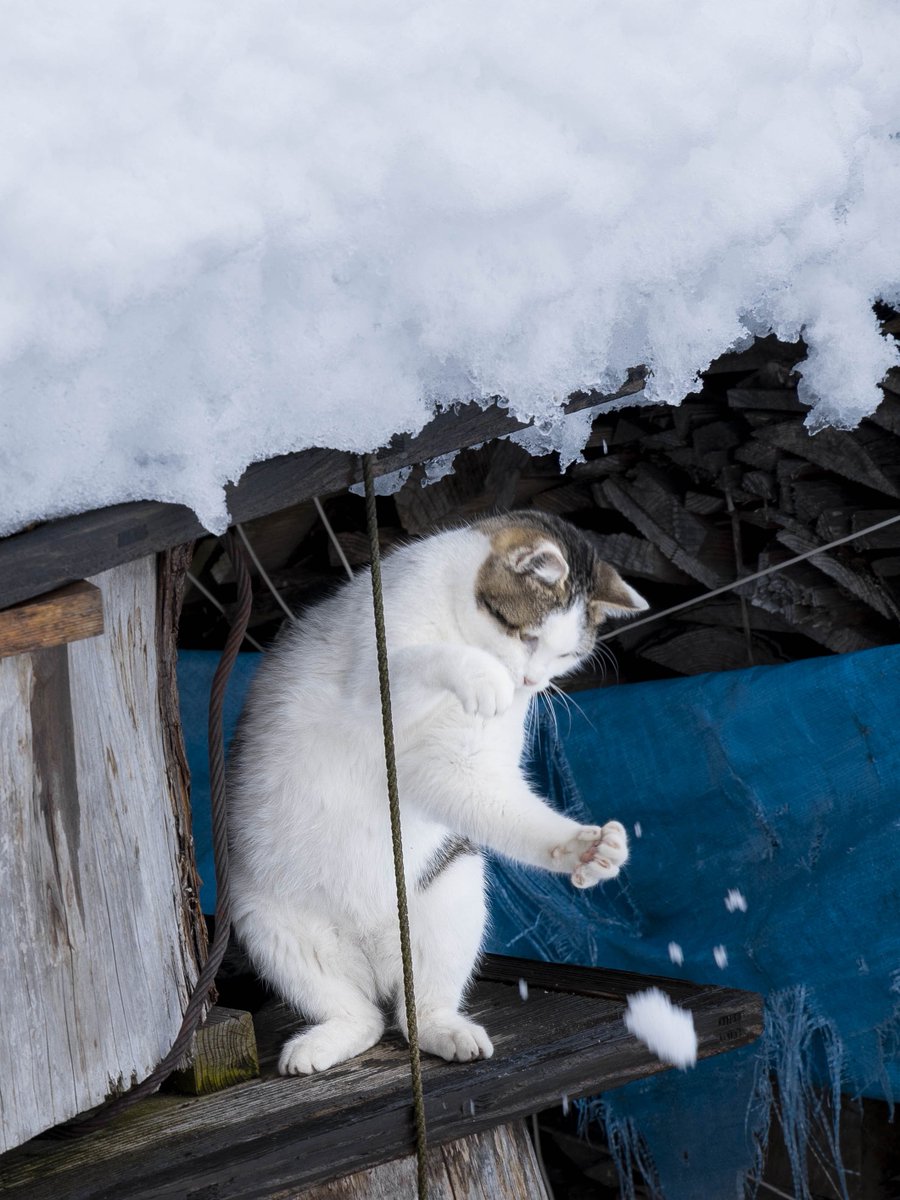 猫ちゃんも雪おろししてた🐾