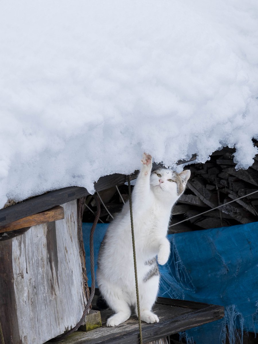 Ryostory1124 5/25 保護猫写真集発売 tweet media