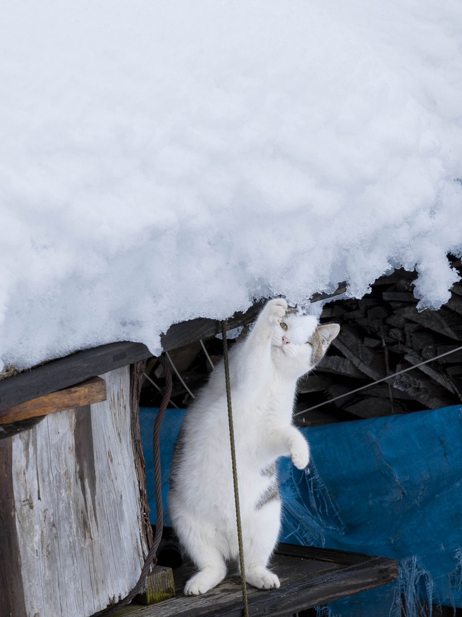 とらねこ🍺 (@chatoraneko) / Posts / X