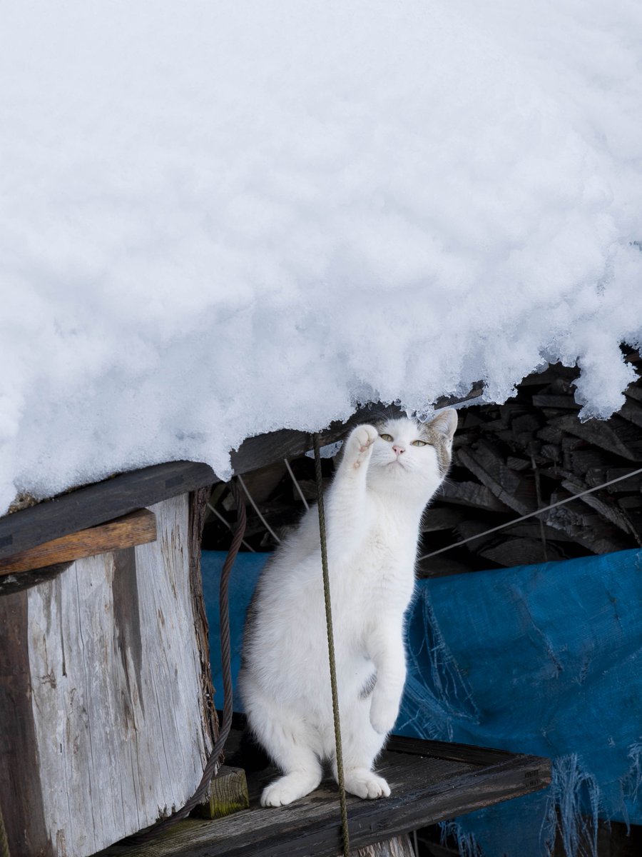 Ryostory1124 5/25 保護猫写真集発売 tweet media