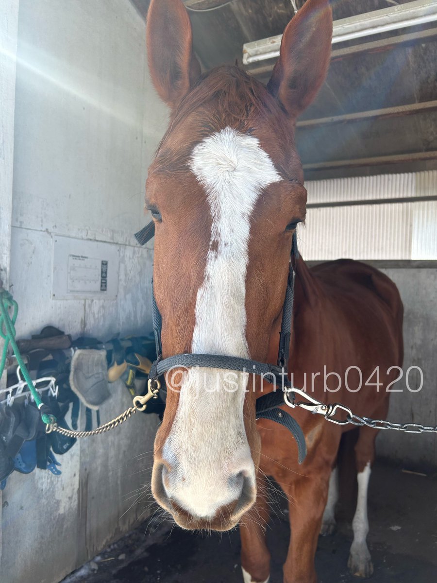 GOGOターボさん（ジャスティンターボ） (@justinturb0420) / Posts / X