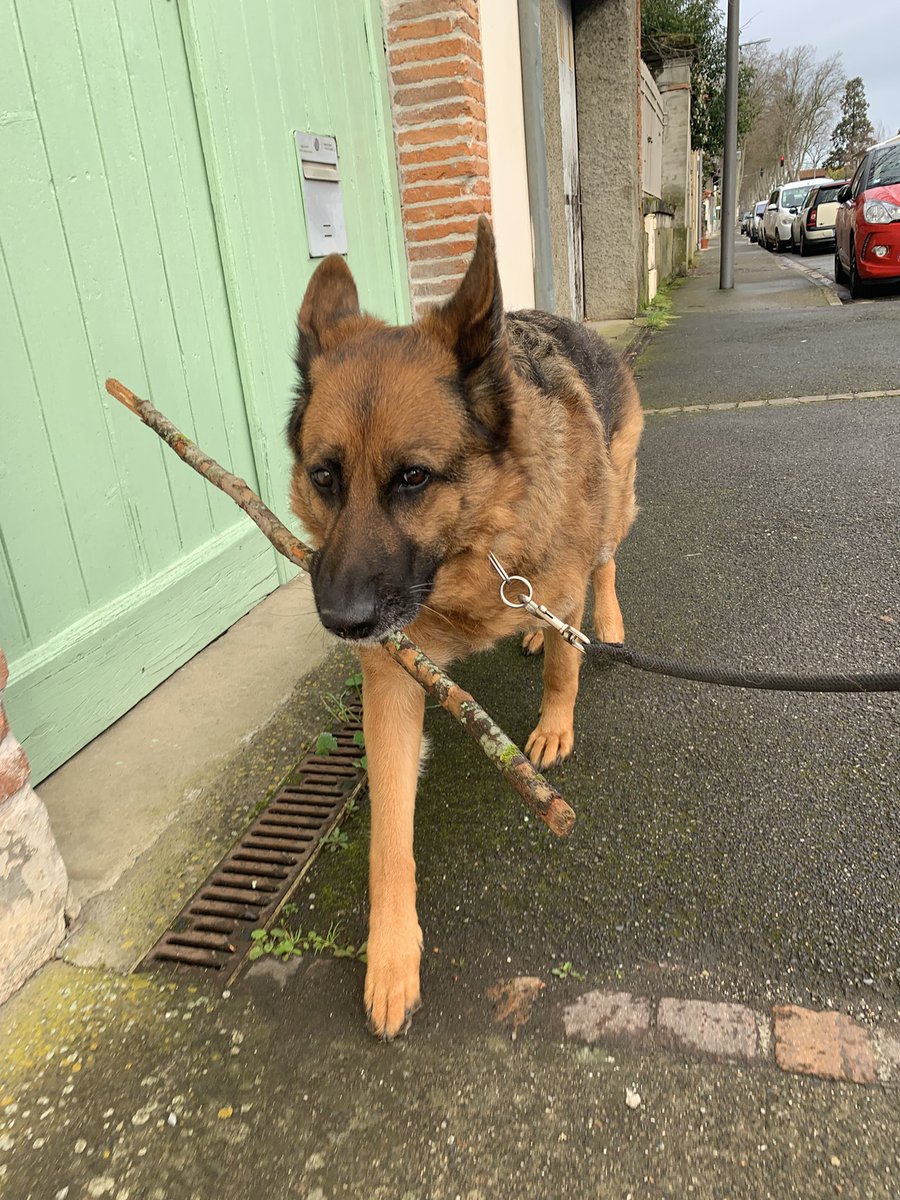 SaleHeretique's tweet photo. j'en ai rien à foutre qu'on me prenne pour un fou car je parle à ma chienne en pleine rue
c'est ma vie mon oxygène mon bonheur https://t.co/LBHyemEP3K