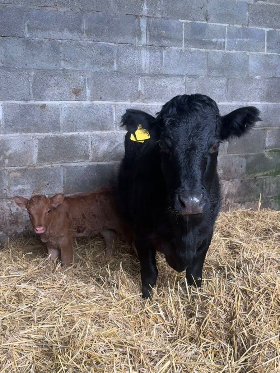 Aled Johnson tweet media