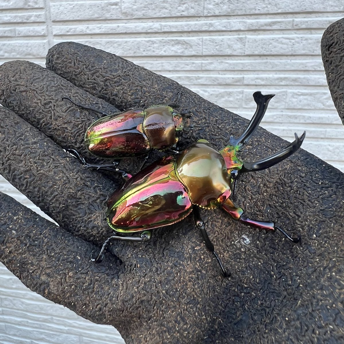 ミズキ/GOKUSAISHIKI tweet media