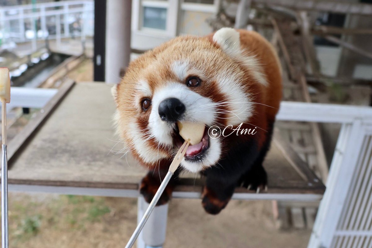 掲載終了✳︎あみ様 あみ (@amiami594) / Posts / X