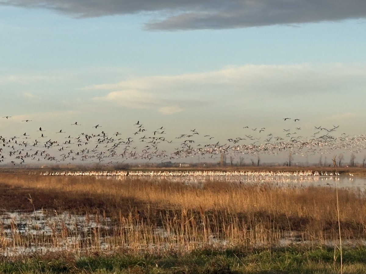 J’étais venu pour les sangliers j’ai vu des flamands roses…
Saison d’mer….