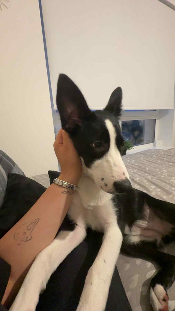 H2RScotland's tweet photo. (Glasgow area) Sadie is a 7 month old female Border Collie. She is available and looking for a new home, sadly her previous offer of a new home fell through. 

Sadie is extremely friendly and great with kids and other dogs. 
She would suit a family home with someone who understands this breed and can offer her lots of attention and walks. Children from 5+ would be best. 

Sadie is up to date with her vaccinations and registered at the vets. 
She eats dry food and travels well in the car. 
Sadie can be left alone but usually in her crate. As she is a puppy she can chew. 
Sadie hasn’t had any experience with cats. 
She would be best as the only pet in the home as she does like all of the attention. She can be jealous of other dogs in the home but is great with other dogs outside. 

For more information or to offer this lovely girl a new home please email only to info@help2rehome.com 

Messages to the page will not be considered. 
A home check will be done first.