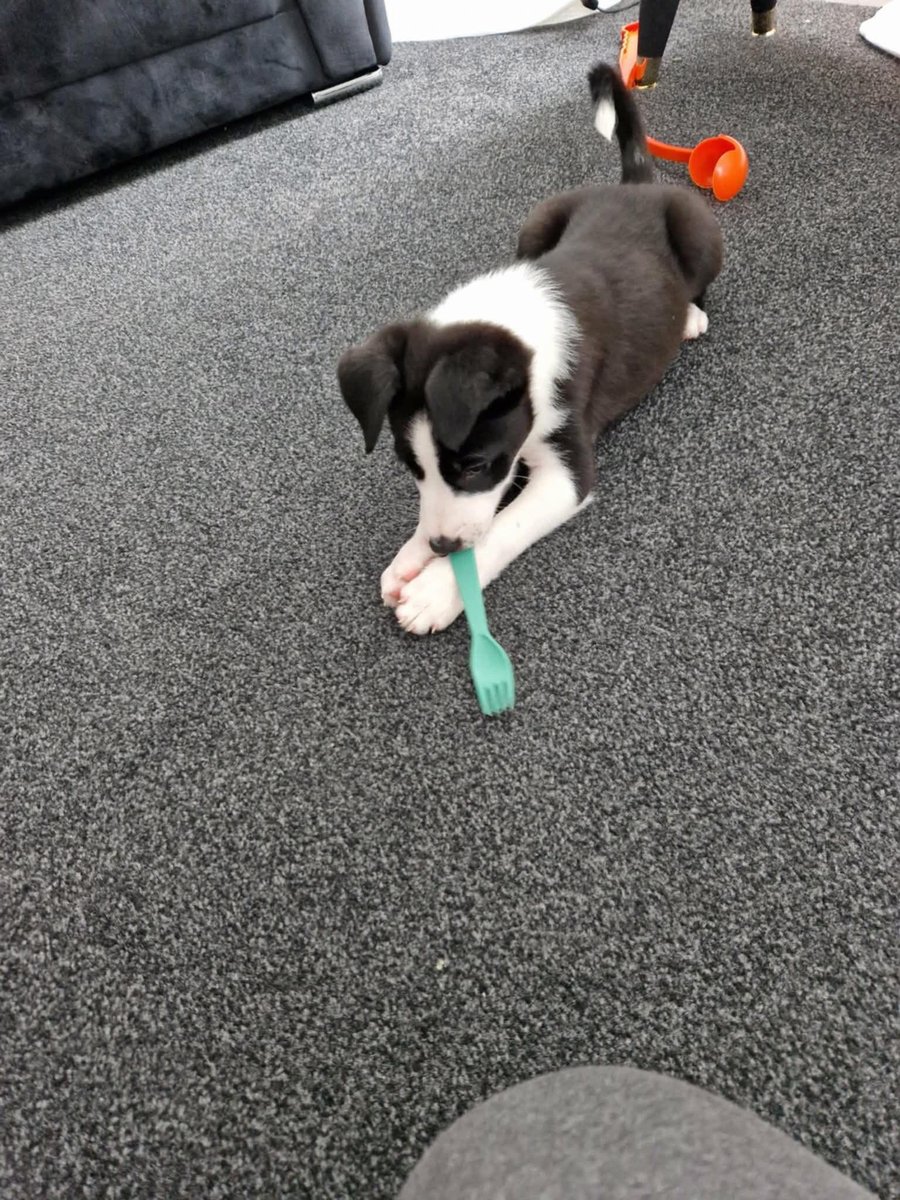 H2RScotland's tweet photo. (Glasgow area) Sadie is a 7 month old female Border Collie. She is available and looking for a new home, sadly her previous offer of a new home fell through. 

Sadie is extremely friendly and great with kids and other dogs. 
She would suit a family home with someone who understands this breed and can offer her lots of attention and walks. Children from 5+ would be best. 

Sadie is up to date with her vaccinations and registered at the vets. 
She eats dry food and travels well in the car. 
Sadie can be left alone but usually in her crate. As she is a puppy she can chew. 
Sadie hasn’t had any experience with cats. 
She would be best as the only pet in the home as she does like all of the attention. She can be jealous of other dogs in the home but is great with other dogs outside. 

For more information or to offer this lovely girl a new home please email only to info@help2rehome.com 

Messages to the page will not be considered. 
A home check will be done first.