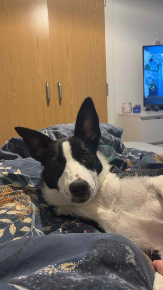 H2RScotland's tweet photo. (Glasgow area) Sadie is a 7 month old female Border Collie. She is available and looking for a new home, sadly her previous offer of a new home fell through. 

Sadie is extremely friendly and great with kids and other dogs. 
She would suit a family home with someone who understands this breed and can offer her lots of attention and walks. Children from 5+ would be best. 

Sadie is up to date with her vaccinations and registered at the vets. 
She eats dry food and travels well in the car. 
Sadie can be left alone but usually in her crate. As she is a puppy she can chew. 
Sadie hasn’t had any experience with cats. 
She would be best as the only pet in the home as she does like all of the attention. She can be jealous of other dogs in the home but is great with other dogs outside. 

For more information or to offer this lovely girl a new home please email only to info@help2rehome.com 

Messages to the page will not be considered. 
A home check will be done first.