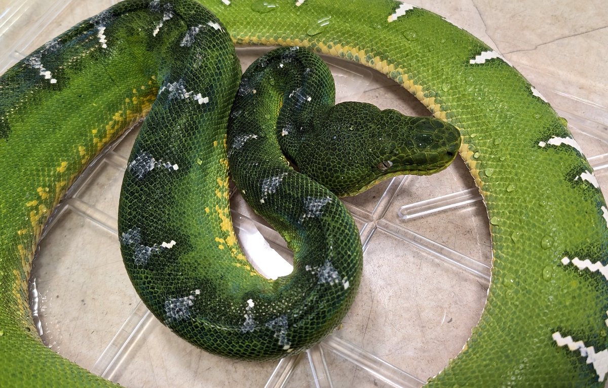 激アツ新入荷‼️ ・エメラルドツリーボア 横須賀に緑のヘビがやってき