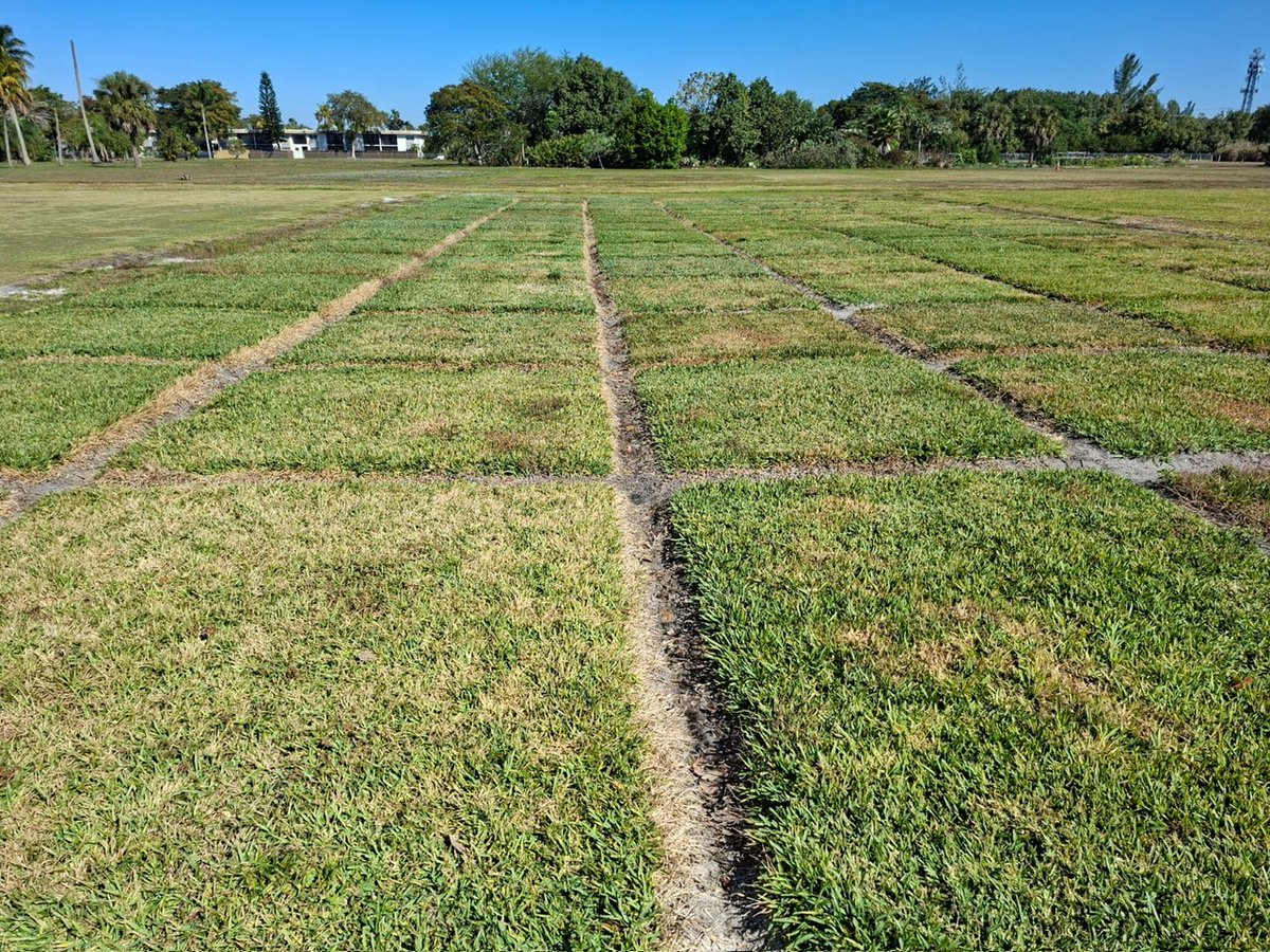 SemillasFitoTG's tweet photo. Last week Semillas Fitó Turfgrass attended the Golf Industry Show in Orlando and visited University of Florida NTEP trials with Marco Schiavone and team. @Tahoma31Bermuda, Endarra 81 Hybrid Bermuda and Florida seeded bermuda are showing excellent performance. #fitoturfgrass https://t.co/yUuyXqz163