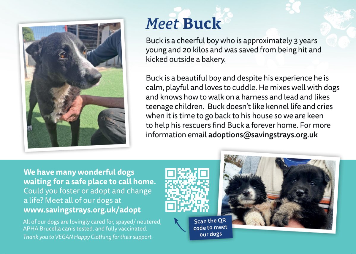SavingStraysUK's tweet photo. harness and lead and likes
teenage children. Buck doesn’t like kennel life and cries
when it is time to go back to his house so we are keen
to help his rescuers find Buck a forever home. For more
information email adoptions@savingstrays.org.uk #adopt #fosterfebruary https://t.co/vM9mxCapOt