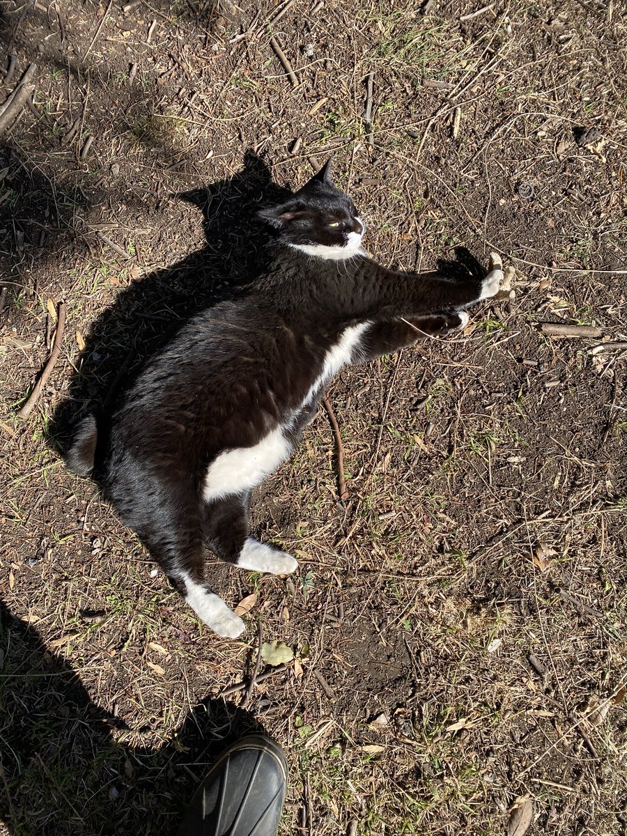 にゃん太郎 (@nyannyan__taro) / Posts / X