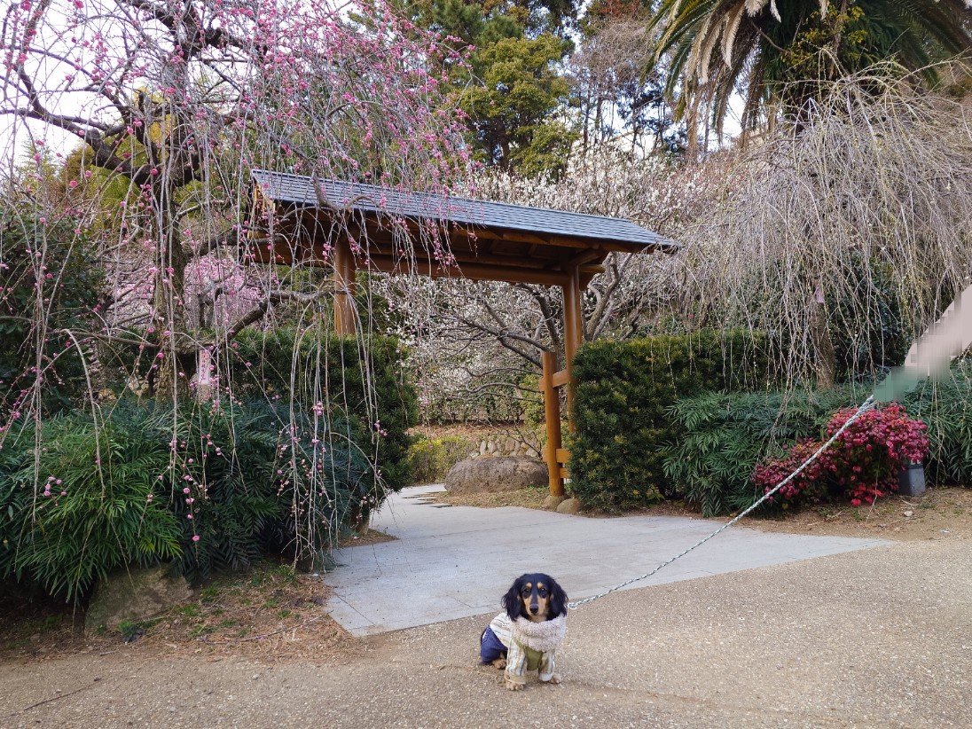熱海梅園とマロ