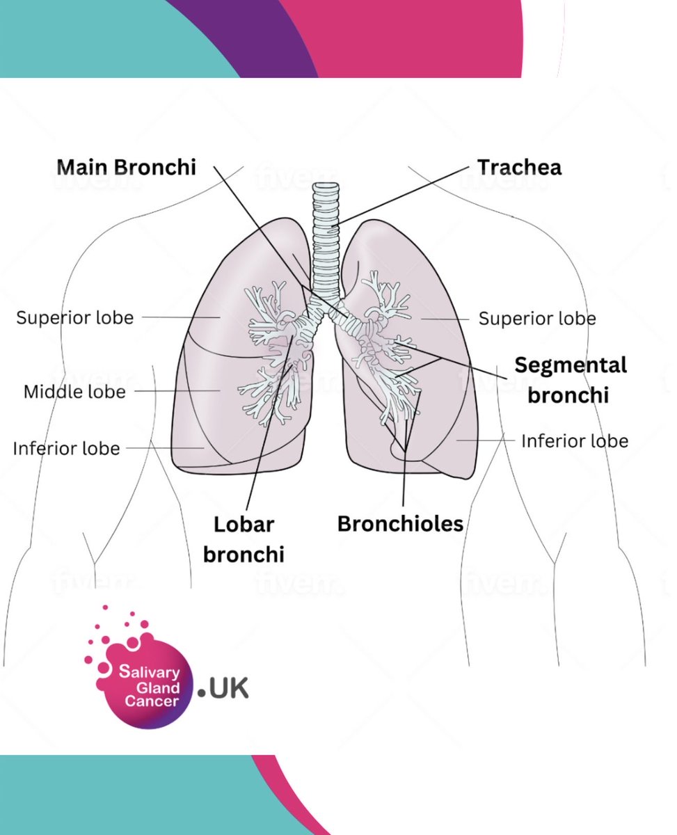 Salivary Gland Cancer | Charity tweet media