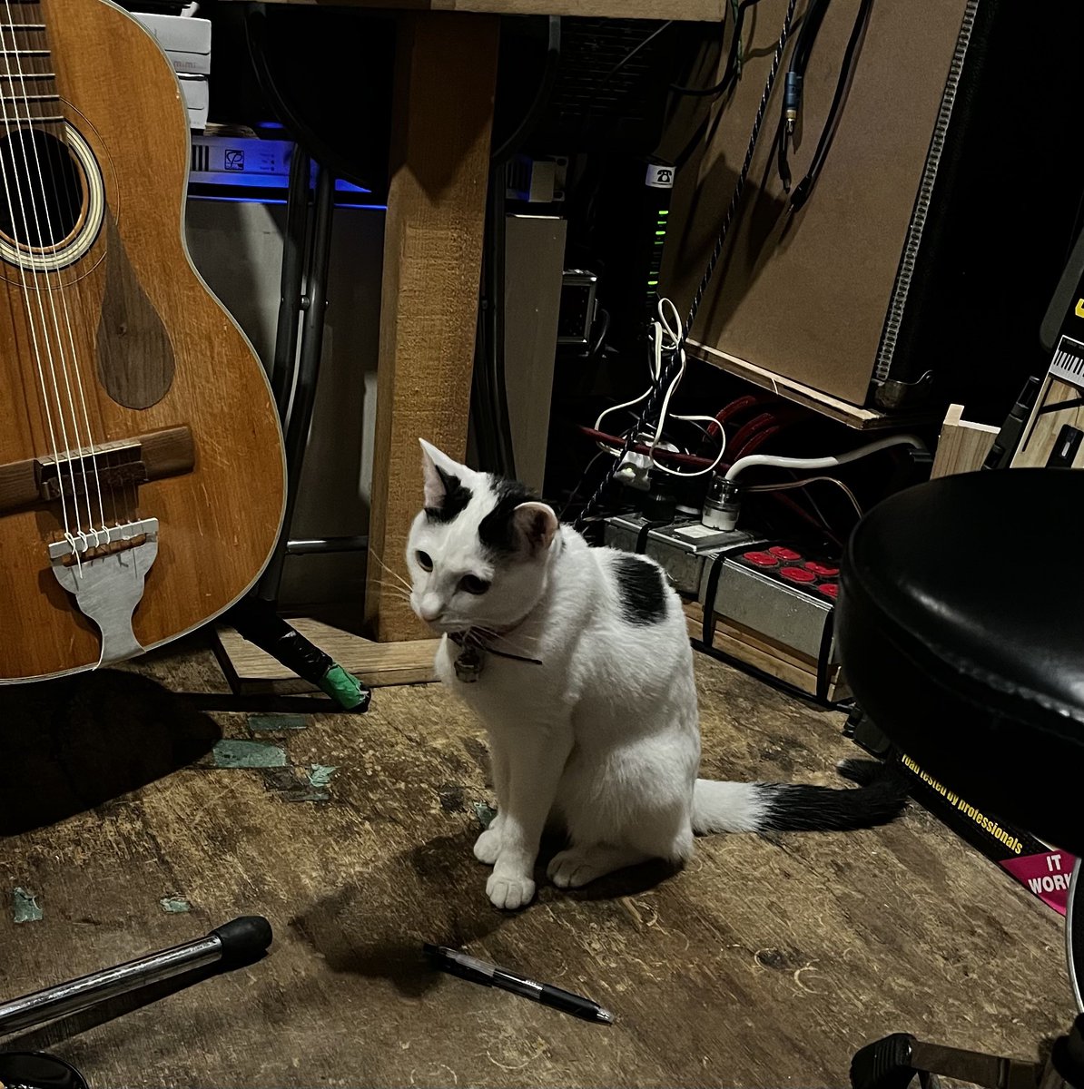 mcdk1111's tweet photo. 〽️頭のおかしい男がギターを 弾いてる店など いいじゃない
猫なんていたら なおのこと
それがココ↓

2/18水
於 亀有KID BOX

〈出演〉
加勢明
町田開

開店19:00 開演19:30
¥3000(2drink込み)

東京都葛飾区亀有5-32-16 https://t.co/Q6T1H9Yf0C