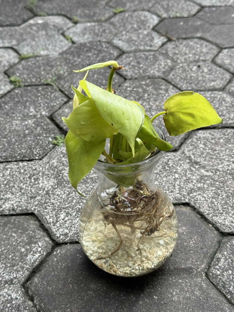 Shopee で写真と全然違うポトスが届いたけど、ここからどう元気に育てるかが好きな変態です😂
とりあえずメネデール水に漬ける