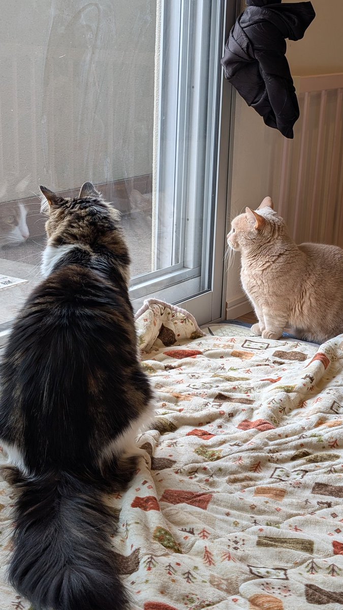 0421_ram's tweet photo. 昨日の雪で楽しそうにしていたノアくんとろんちゃん😺🩷
なかなか雪降らないから楽しかったな☺️❄ https://t.co/IQSDngzO6V