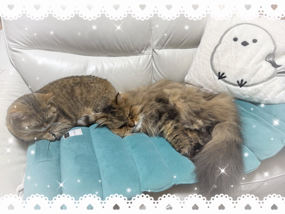 karenren3171's tweet photo. 先程はじめてソファで仲良しブラウンズ💖
菜々ちゃんも毛繕いしてあげる様になりました🥰
良かったね♥️夜叉くん
夜songはこちらを🎶
#GregWalker
https://t.co/l81jgFpfrY
皆様に優しい夜が訪れますように🍀*゜
#ブラウンズの日常 #優しいきもち #ねこかわいいね https://t.co/uSaSp7W585