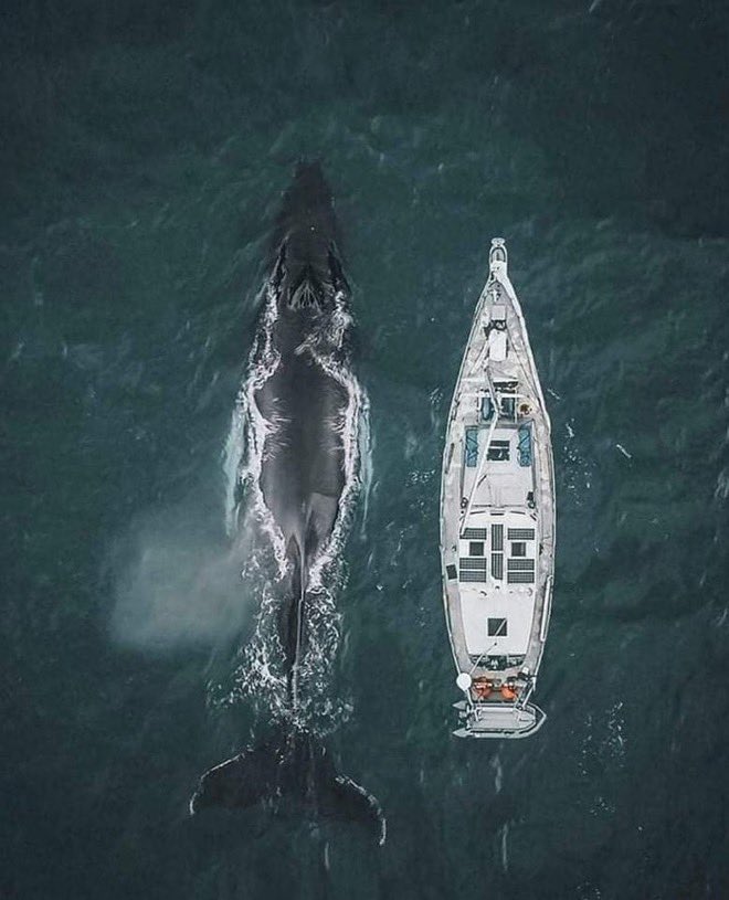 A blue whale's poo can weigh as much as 4 tonnes making it the second largest piece of shit in the world just behind WILLIAM RUTO