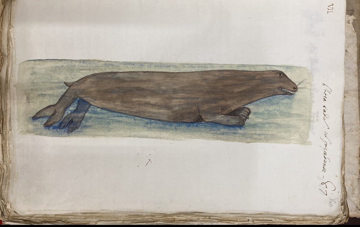 Duygu Yıldırım tweet media