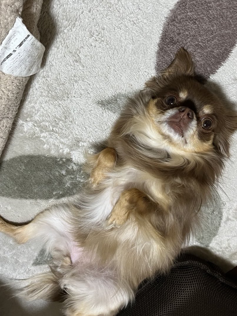 月曜日からリラックス🐶❤️🤗 ＃リラックス犬 ＃犬好きさんとつながりたい