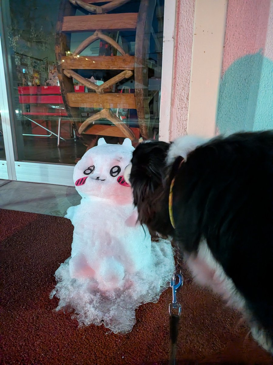 ドルチェ tweet media