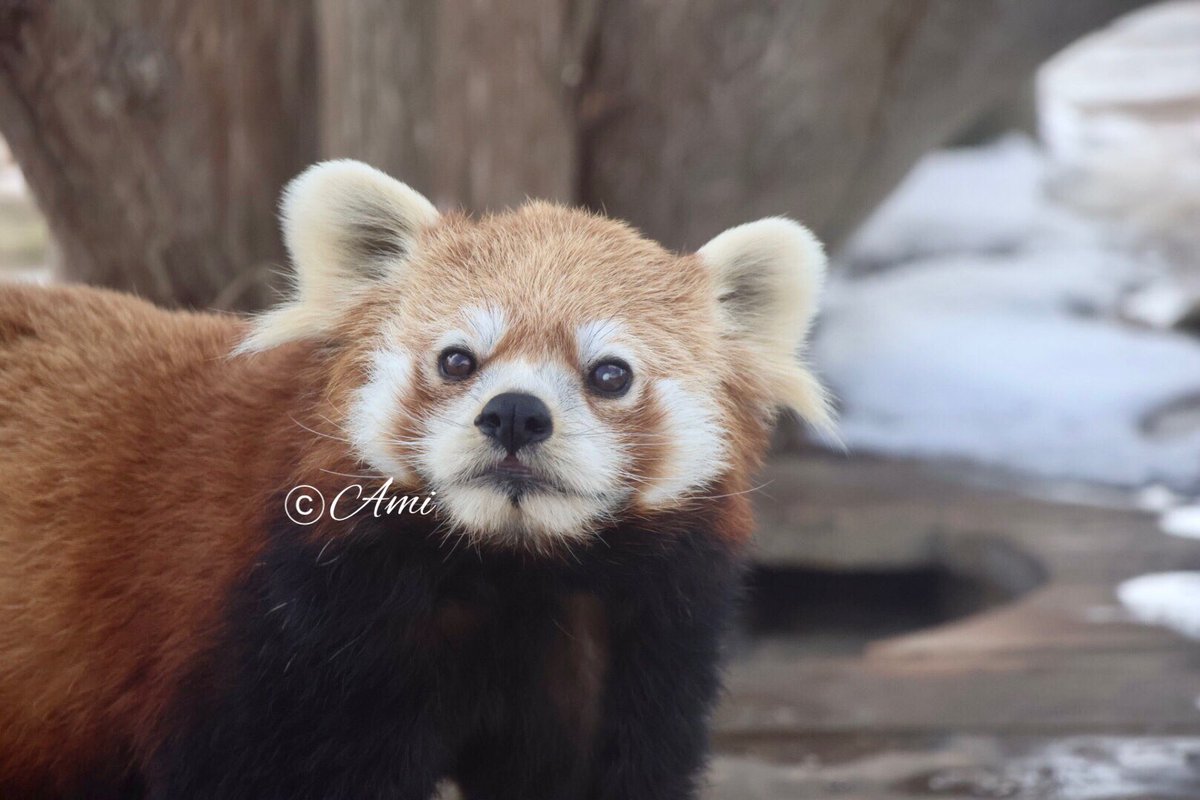 あみ (@amiami594) / Posts / X