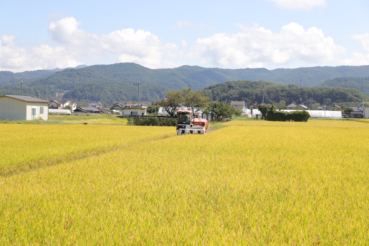 808yukiya's tweet photo. 毎日食べるお米だからこそ、背景を知って選びたい🌾

長野県佐久市の「市川さんの米づくり」 農薬を使わず、土づくりから苗づくりまで市川さん自身が毎日観察して育てた特別栽培米。

「子どもに安心して食べさせたい」という想いが詰まった、甘みたっぷりのこしひかりです✨

詳細はこちら👇
市川さんの米づくり│効率より「おいしさ」を優先する長野県佐久市の特別栽培米
 https://t.co/4AE9HojqIB