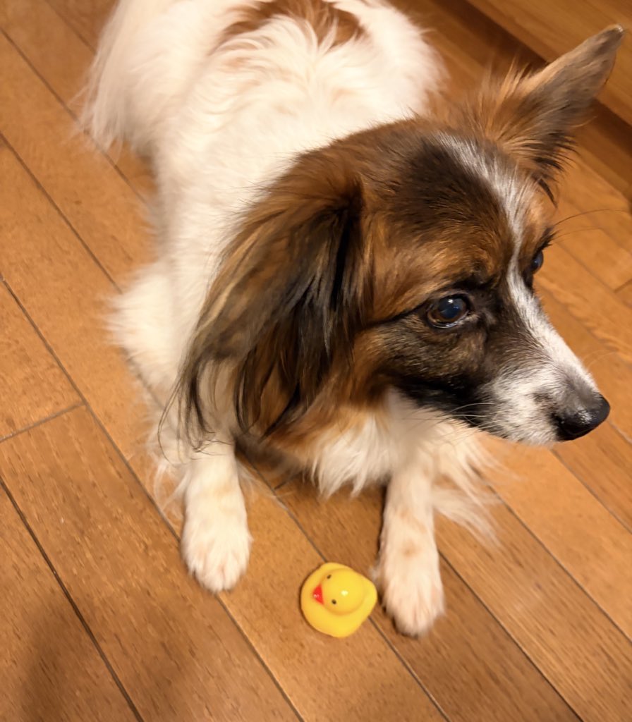 🎍SAKU🎠 (@saku3239) / Posts / X